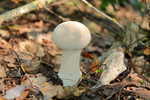 young mushroom raincoat.  mushroom white raincoat with thorns on the cap. edible mushroom. can be harvested in the fall in the forest for food