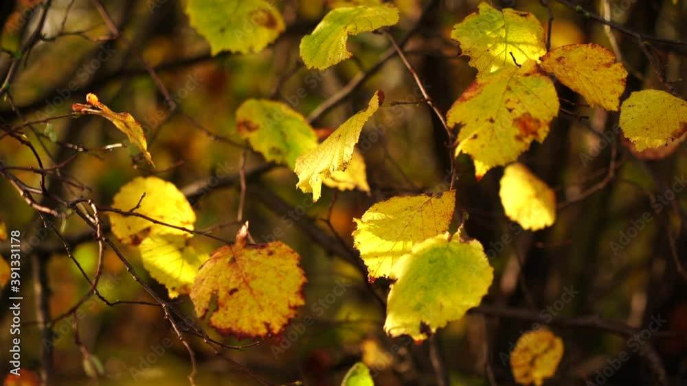 Nature Video scene of yellow leaves blowing in the wind in the fall forest ,Golden light shining to autumn branches with leaves in woodland in the morning.environmental concept
Nature Video scene of yellow leaves blowing in the wind in the fall forest ,Golden light shining to autumn branches with leaves in woodland in the morning.environmental concept