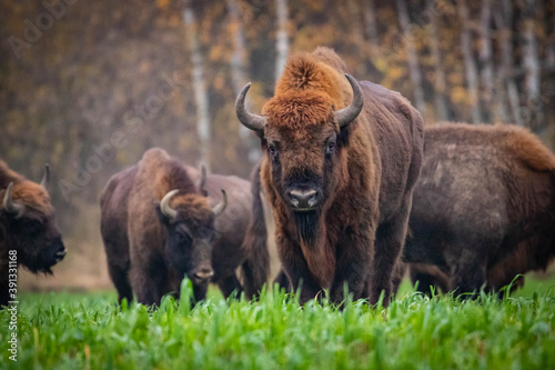 Wallpaper Mural 
impressive wild bison in autumn scenery Torontodigital.ca