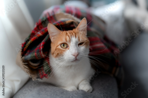 gato blanco y marron con ojos amarillos envuelto en una manta de colores, guiña un ojo. primer plano photo