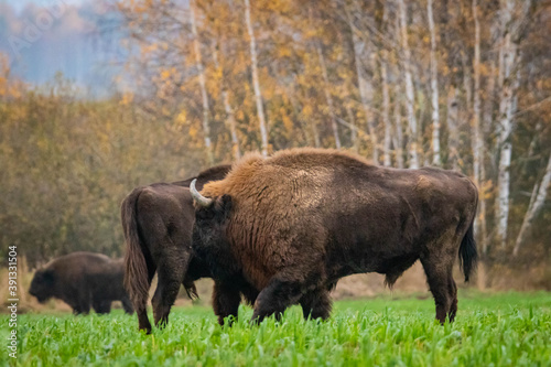  impressive wild bison in autumn scenery © Magdalena
