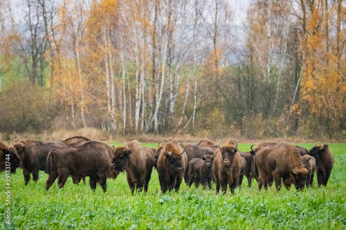 impressive wild bison in autumn scenery © Magdalena