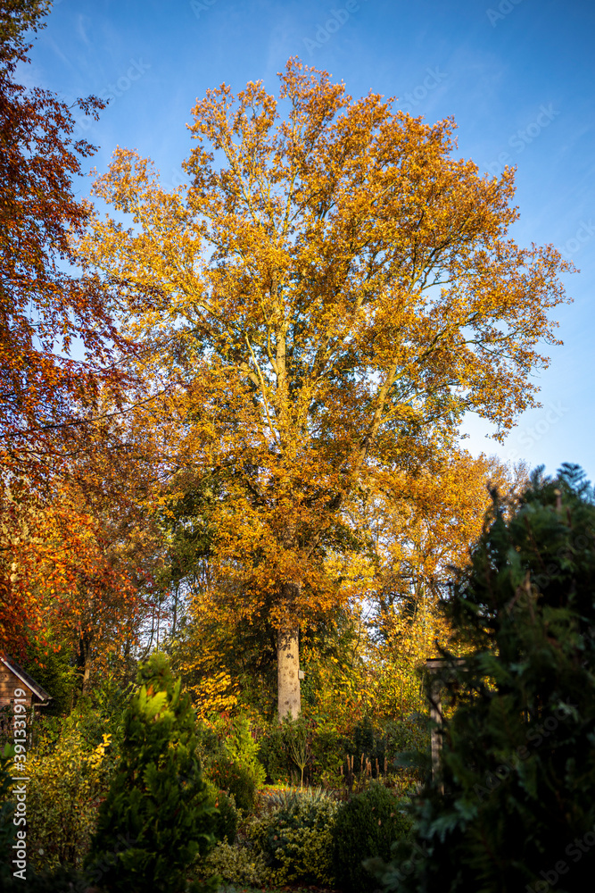 Fototapeta premium Vibrant bright colorful autumn yellow orange and brown shades of the leaves of a tree against a clear blue sky