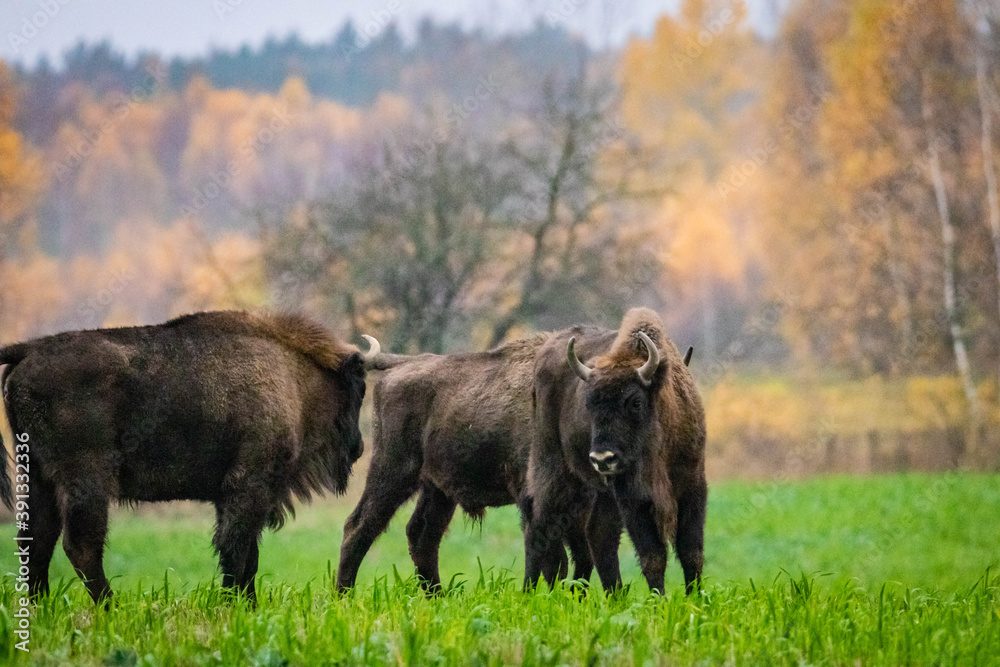 
impressive wild bison in autumn scenery