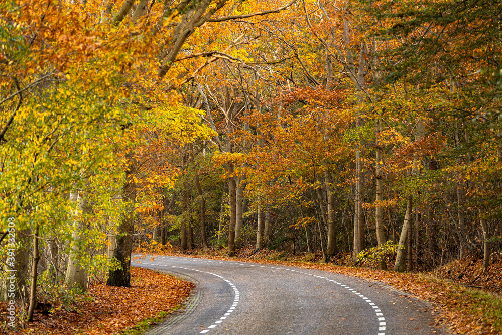 Obraz premium Sharp turn in country road through a lane of bright vibrant autumn coloured trees lit up by an afternoon sun. Fall season concept.