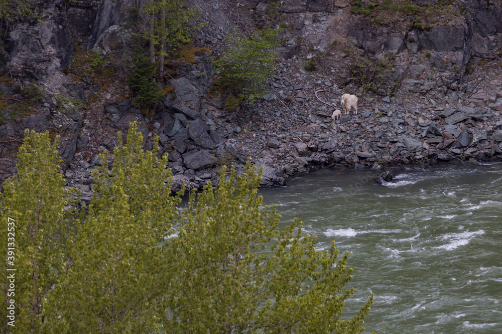 Mountain goat with kid near the Middle Fork Flathead River, Montana Mountain goat with kid near the Middle Fork Flathead River, Montana