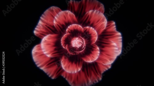 Beautiful 3D Render Of Red Flower. Blooming Hibiscus On Dark Isolated Surface. Rose With Opening Glowing Petals. 4K Animated Background Loop