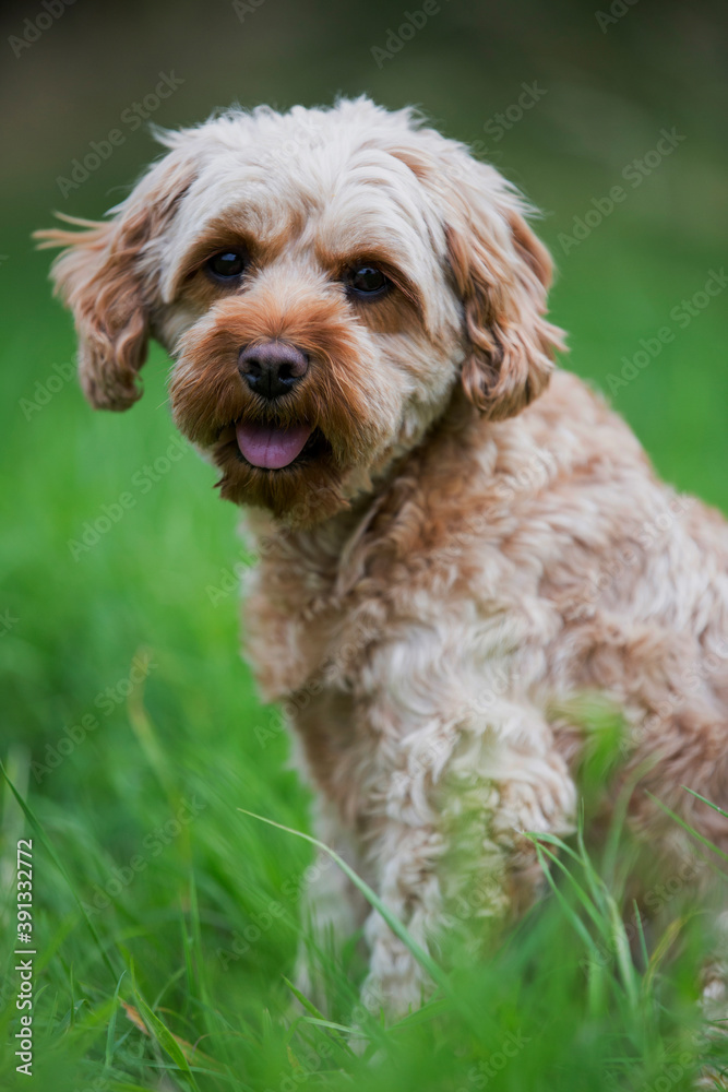 Portrait of a red coated young Cavapoo sitting in grass. Portrait of a red coated young Cavapoo sitting in grass.