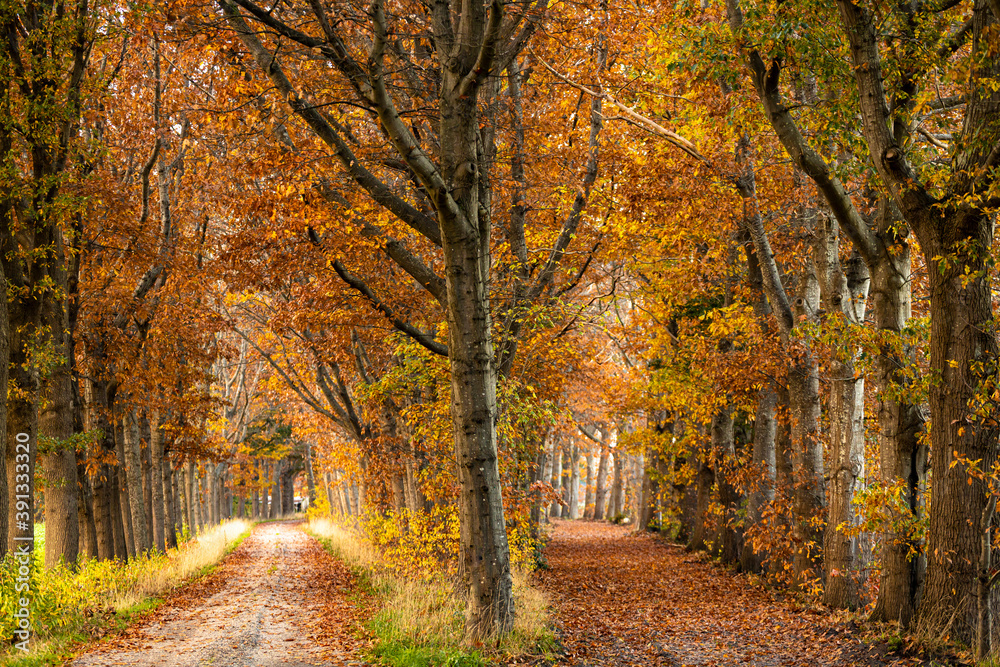 Vibrant autumn colours of a double dirt road lane of contrasted trees lit up by a bright afternoon sun. Fall season concept.