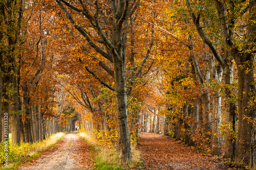 Vibrant autumn colours of a double dirt road lane of contrasted trees lit up by a bright afternoon sun. Fall season concept. © Maarten Zeehandelaar