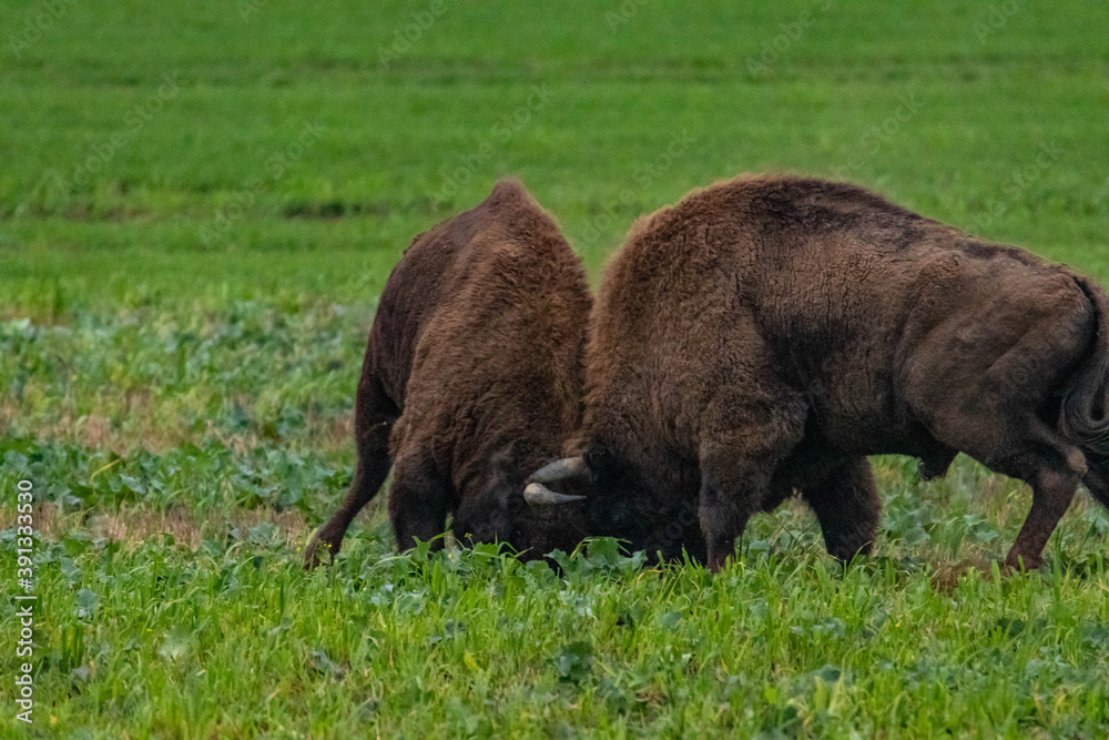 impressive giant wild bison fighting with each other in the autumn scenery
impressive giant wild bison fighting with each other in the autumn scenery