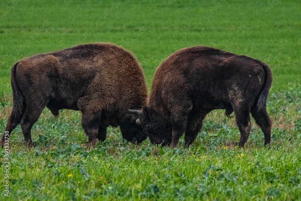 Fototapeta premium impressive giant wild bison fighting with each other in the autumn scenery