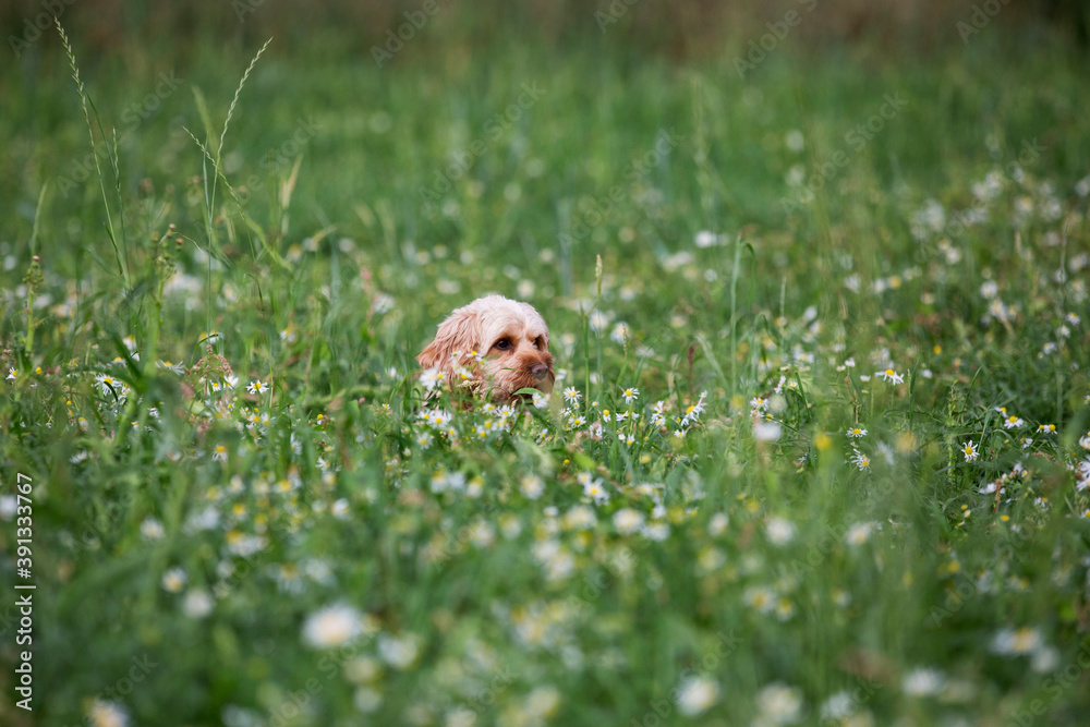 Portrait of a red coated young Cavapoo sitting in a meadow. Portrait of a red coated young Cavapoo sitting in a meadow.