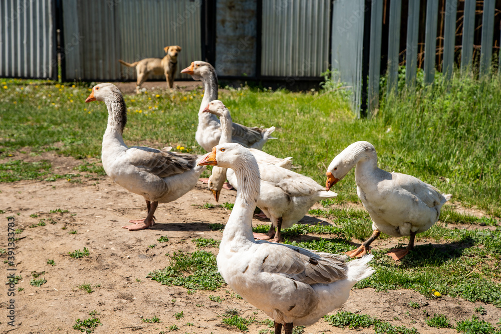 white and grey geese white and grey geese