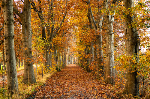 Single golden coloured dirt road with stately trees covered in autumn colours with vibrant leafs on the ground leading to a light path in the background. Fall season concept.