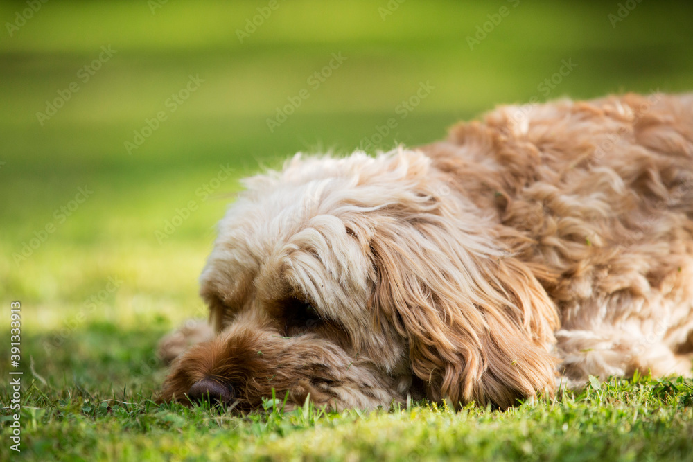 Portrait of a red coated young Cavapoo lying on a lawn. Portrait of a red coated young Cavapoo lying on a lawn.
