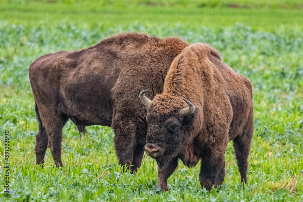 Fototapeta premium impressive giant wild bison fighting with each other in the autumn scenery
