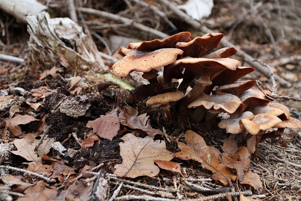Fototapeta premium die Pilze des Waldes
