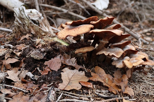 die Pilze des Waldes