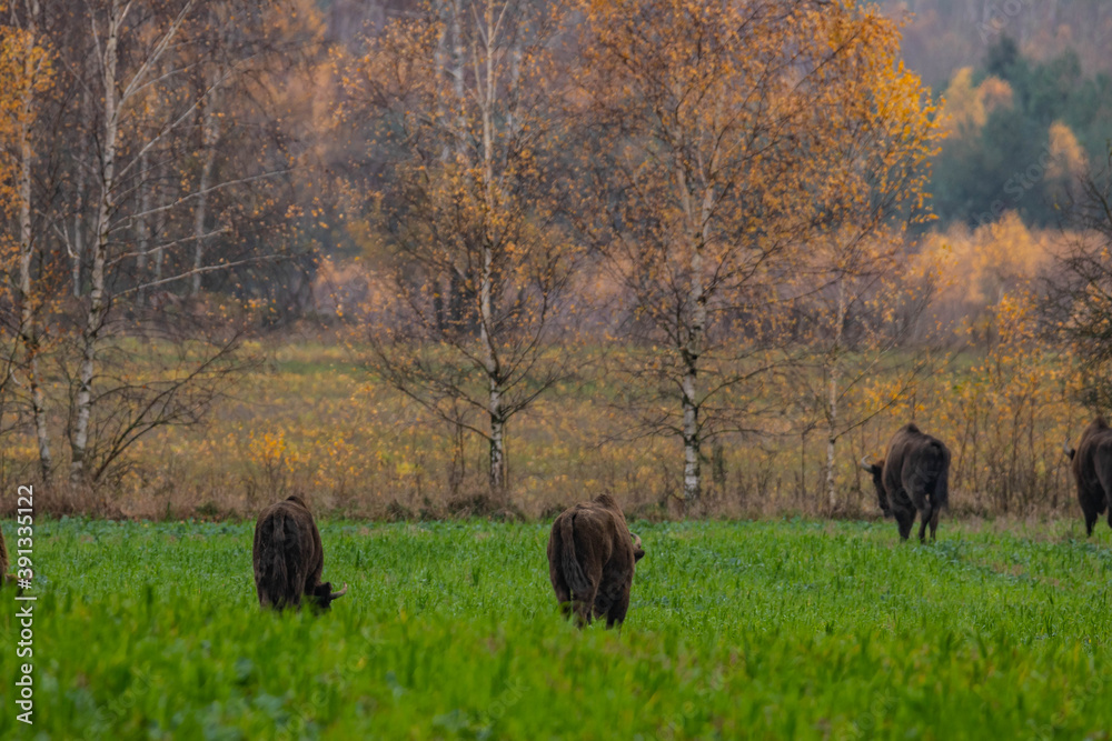 impressive giant wild bison grazing peacefully in the autumn scenery
impressive giant wild bison grazing peacefully in the autumn scenery