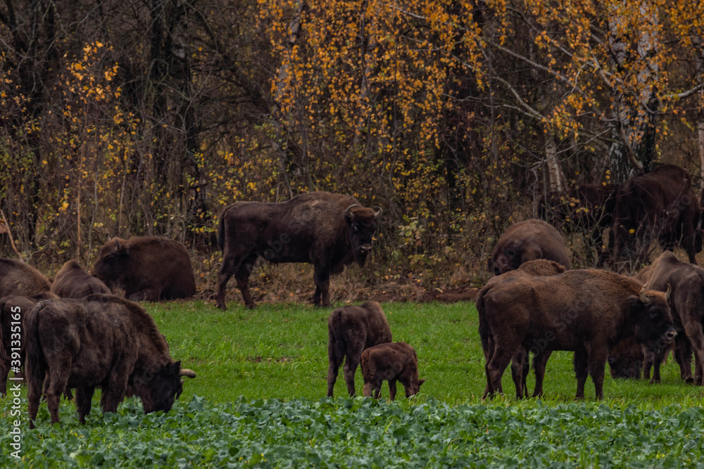 
impressive giant wild bison grazing peacefully in the autumn scenery