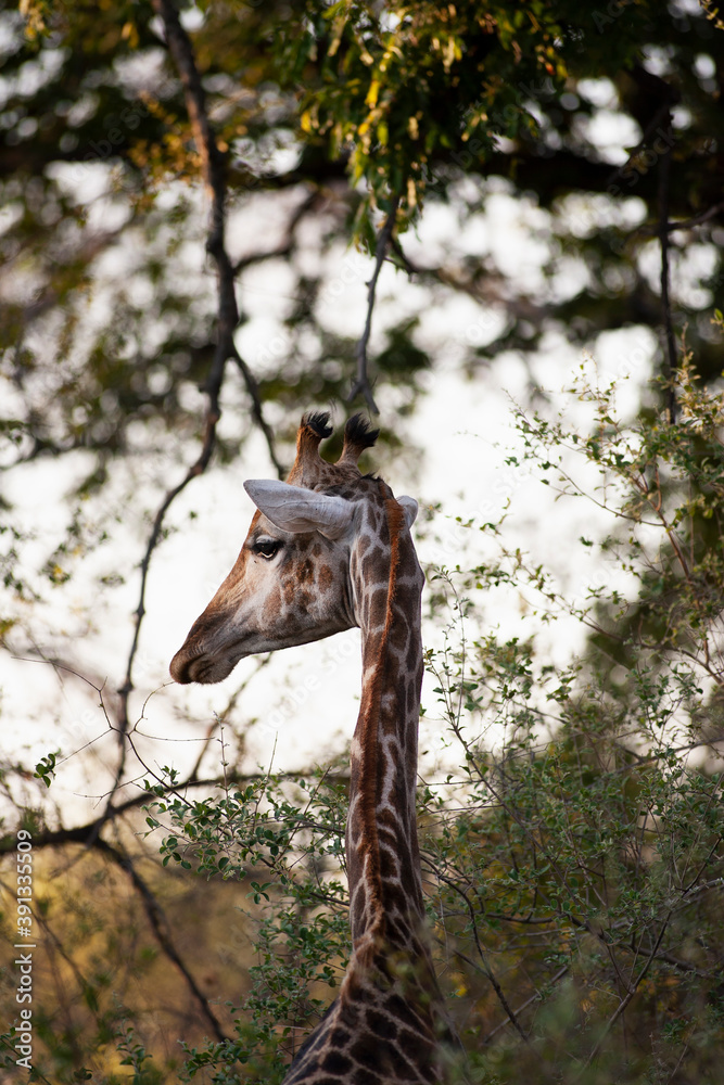 Close up of South African Giraffe, Camalopardalis Giraffa, Moremi Reserve, Botswana, Africa. Close up of South African Giraffe, Camalopardalis Giraffa, Moremi Reserve, Botswana, Africa.