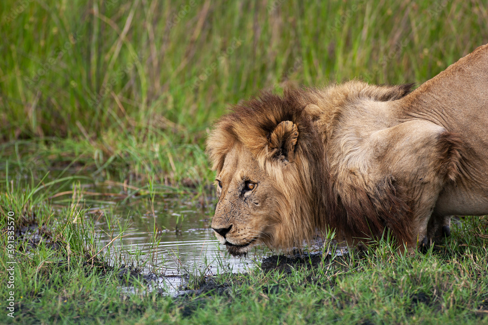 African lion, Panthera leo, at waterhole in the Moremi Reserve, Botswana, Africa. African lion, Panthera leo, at waterhole in the Moremi Reserve, Botswana, Africa.