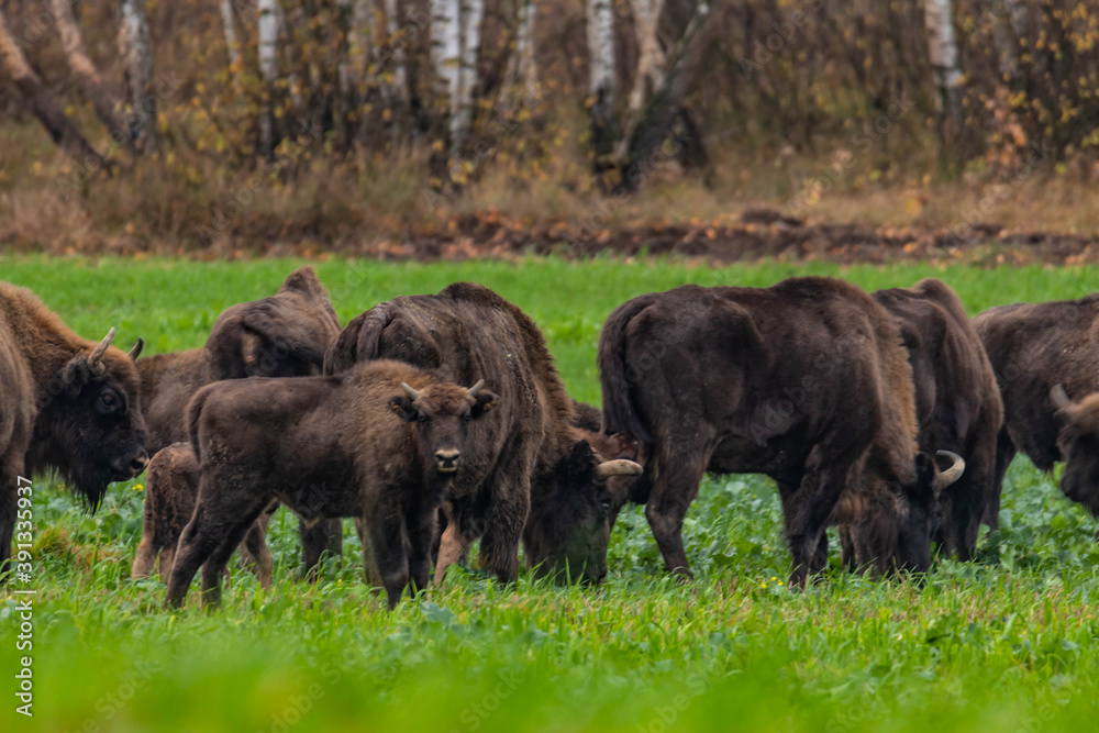 Fototapeta premium impressive giant wild bison grazing peacefully in the autumn scenery