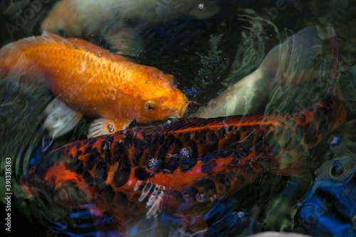 High angle close up of Koi carp in a pond.