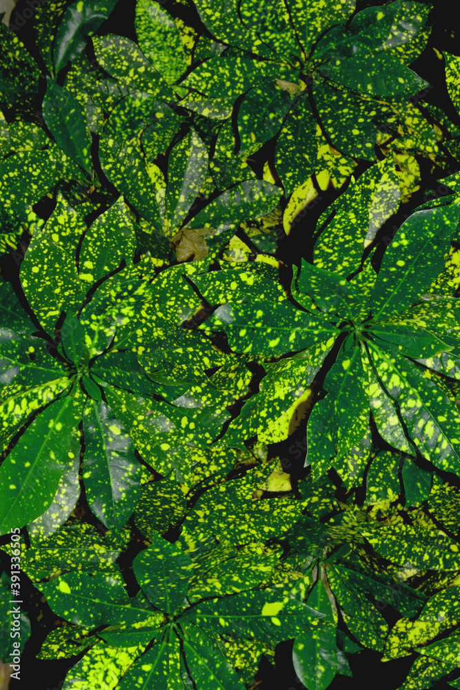 Obraz premium Different Types of Croton Plants, BEAUTIFUL CORTON PLANTS