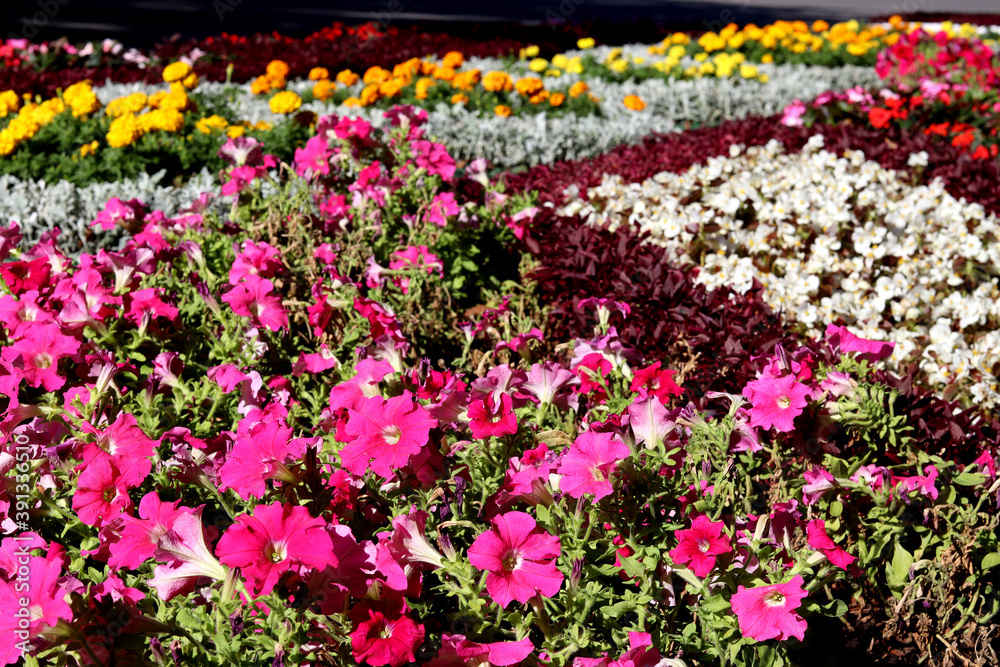 image of beautiful flowers in the park close-up