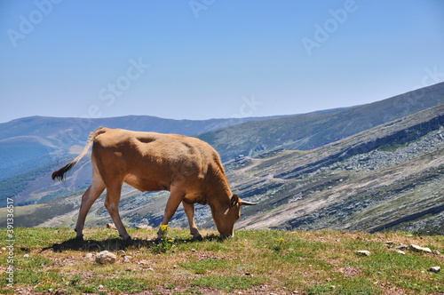 Vaca Marron pastando © Chejo fotografia