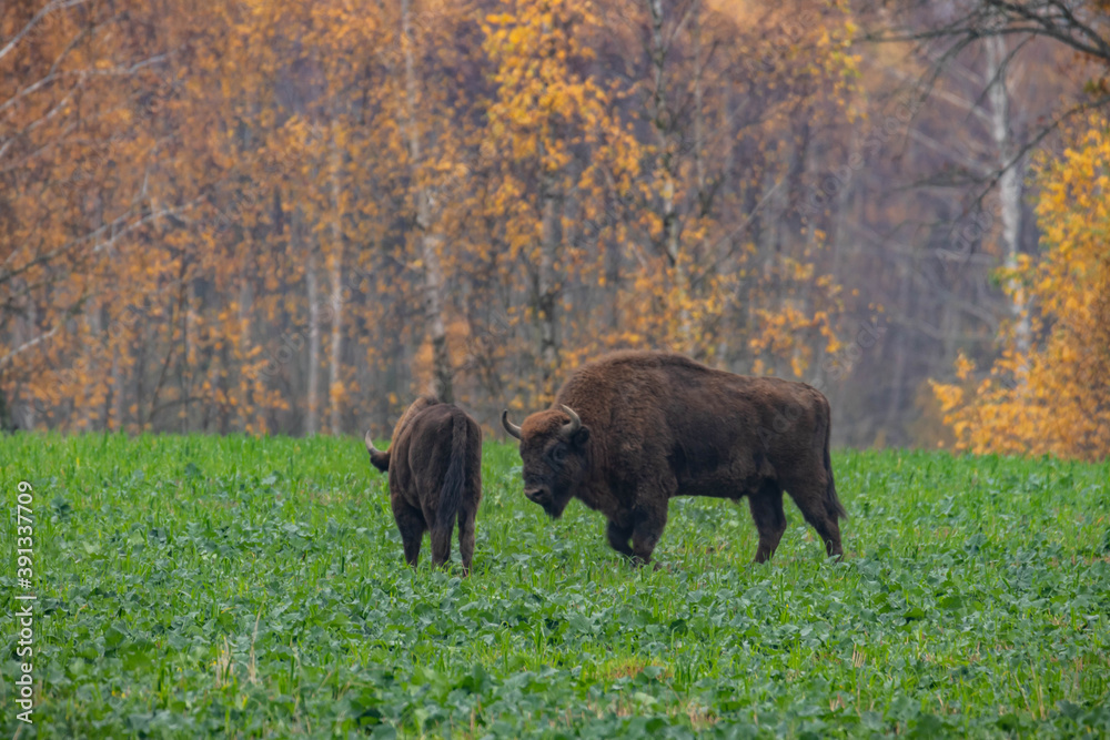 
impressive giant wild bison grazing peacefully in the autumn scenery