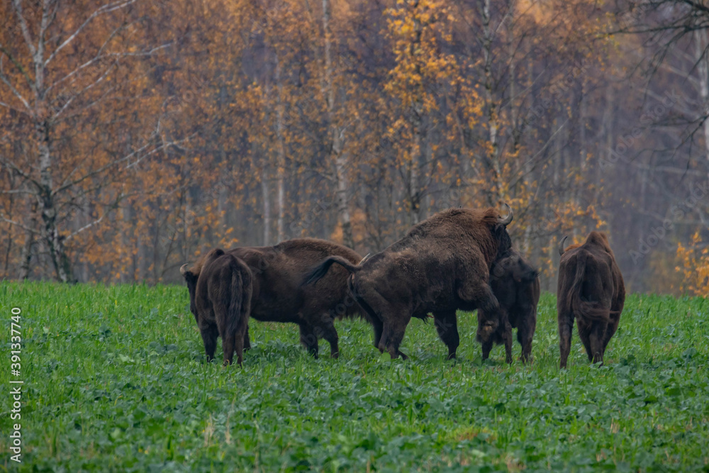 impressive giant wild bison grazing peacefully in the autumn scenery
impressive giant wild bison grazing peacefully in the autumn scenery