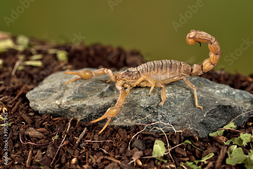 escorpión acechando en una piedra con fondo verde (Buthus occitanus) Marbella Málaga España 