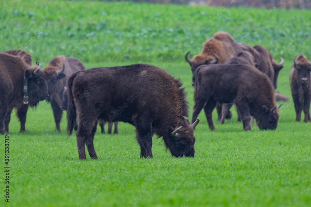 impressive giant wild bison grazing peacefully in the autumn scenery
impressive giant wild bison grazing peacefully in the autumn scenery