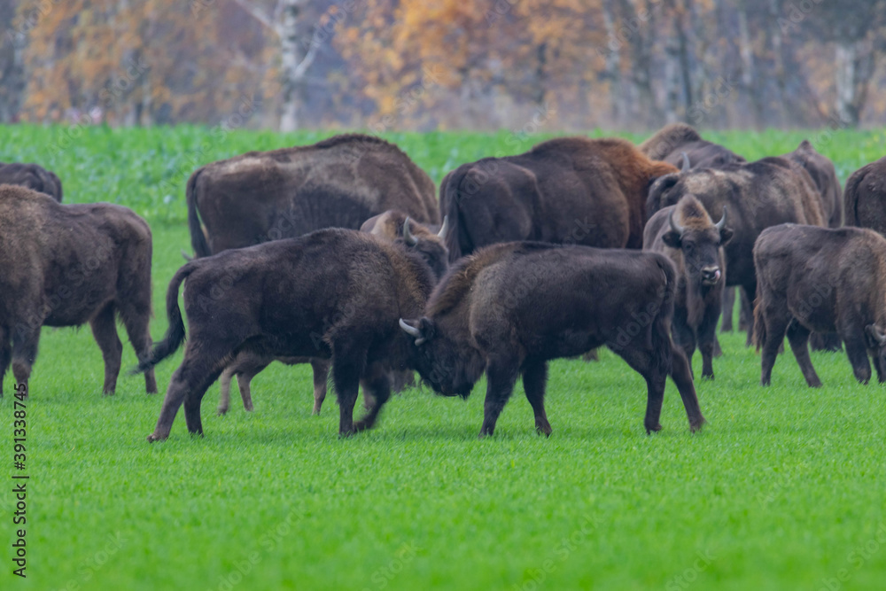 impressive giant wild bison grazing peacefully in the autumn scenery
impressive giant wild bison grazing peacefully in the autumn scenery
