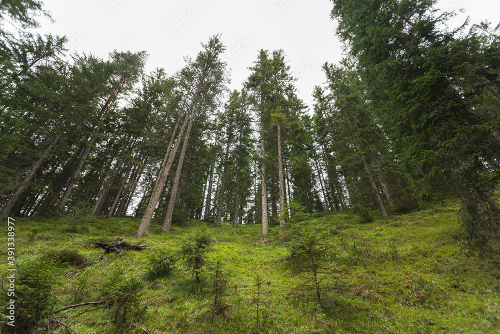 Obraz premium A cloudy day over an Italian mountain forest