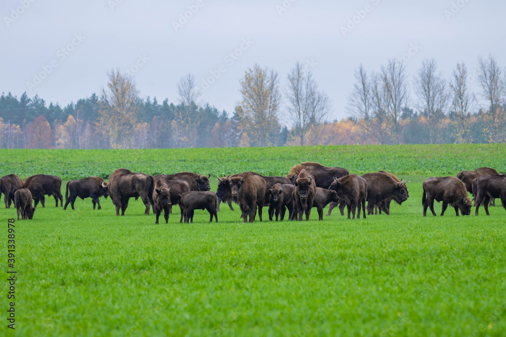 impressive giant wild bison grazing peacefully in the autumn scenery
impressive giant wild bison grazing peacefully in the autumn scenery