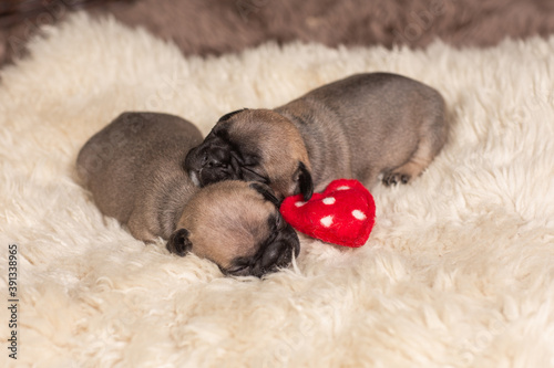 Two little English bulldog puppies sleep  © ketrin