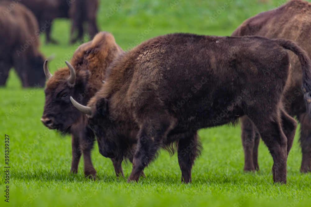 impressive giant wild bison grazing peacefully in the autumn scenery
impressive giant wild bison grazing peacefully in the autumn scenery