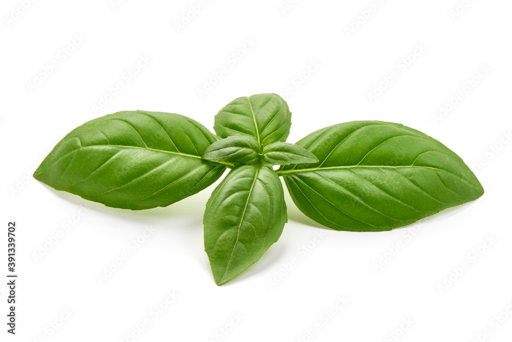 Basil leaves, isolated on white background Basil leaves, isolated on white background