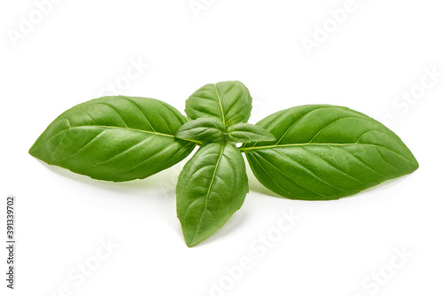 Basil leaves, isolated on white background