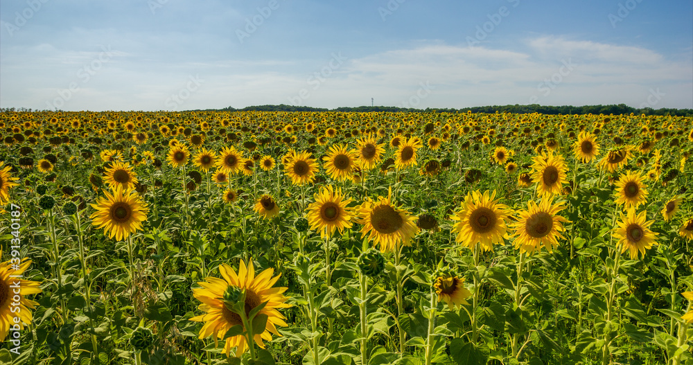 Fototapeta premium Sunflower Field. Agriculture. Rural Landscape, agricultural land. Farm. Blue Sky and white clouds above yellow Field Sunflower on sunny day. Yellow sunflowers against a blue sky in sun.