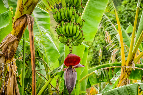 banana plantation