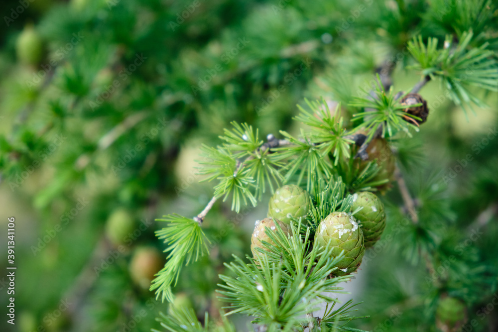 Small fresh green cones on the fir tree