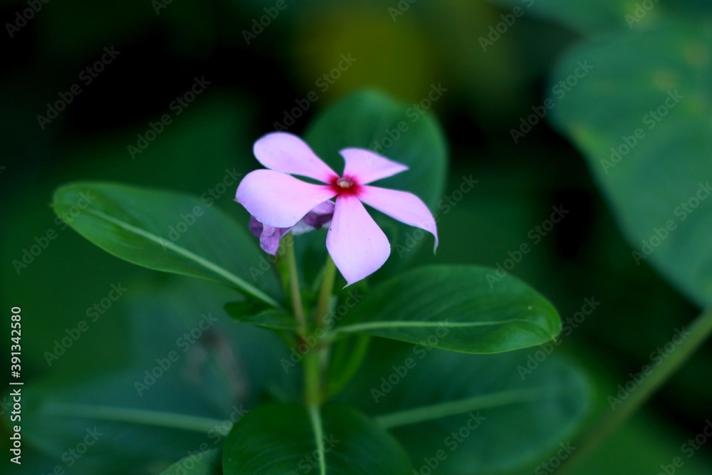 little pink color flower in blur background little pink color flower in blur background