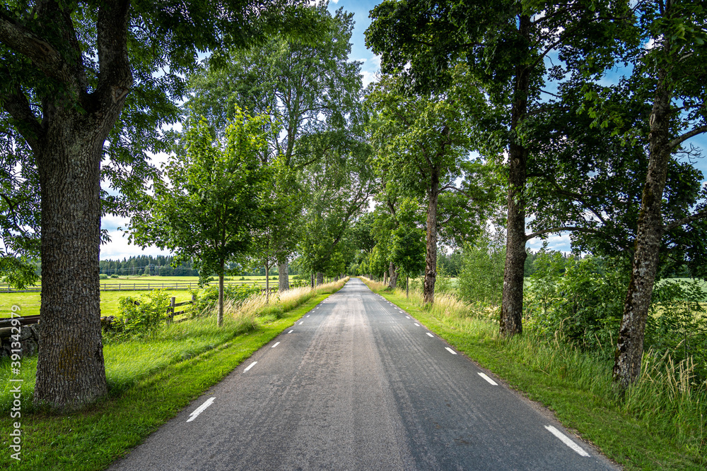 Countryside road with beautiful trees on both sides Countryside road with beautiful trees on both sides