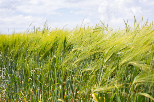 Green tall ears of wheat in the wind, rural landscape, agricultural plant
