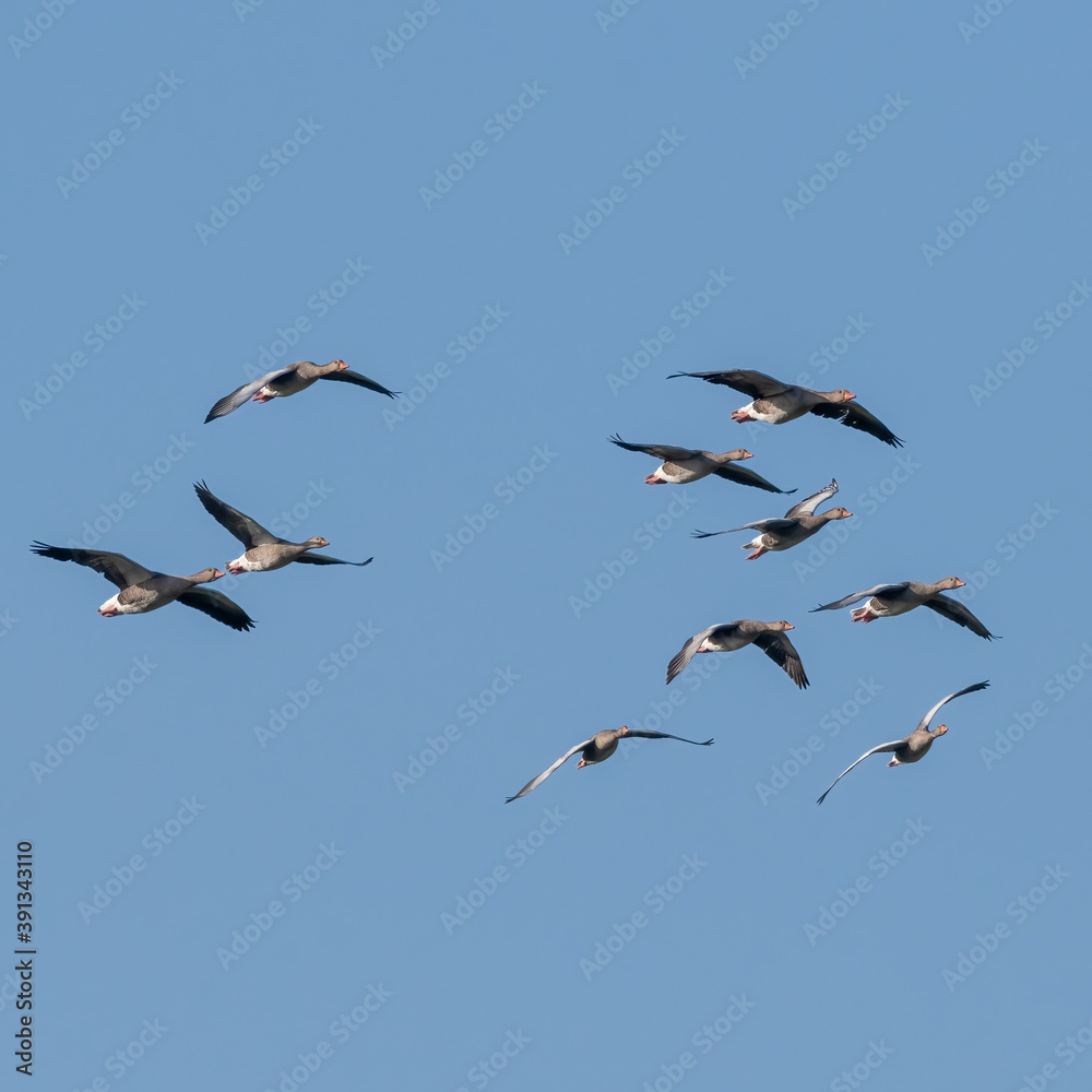 A Flock of Greylag Geese flying Across the Sky